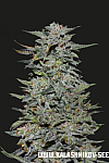 Boy Scout Cookies Feminised (Kalashnikov Seeds)