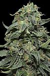 Kabul Express Feminised (Kalashnikov Seeds)
