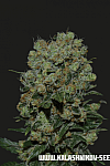 Kalashnikov Express Feminised (Kalashnikov Seeds)