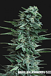 Kalashnikov Original Feminised (Kalashnikov Seeds)