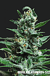 Moscow Blueberry Auto Feminised (Kalashnikov Seeds)