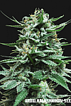 Northern Russian Auto Feminised (Kalashnikov Seeds)