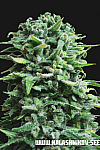 Siberian Haze Auto Feminised (Kalashnikov Seeds)