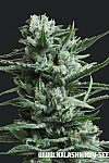 Siberian Haze Feminised (Kalashnikov Seeds)