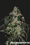 Soyuz OG Express Feminised (Kalashnikov Seeds)