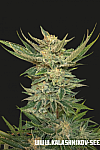 Vodka Lemon Feminised (Kalashnikov Seeds)
