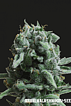 White Widow 47 Feminised (Kalashnikov Seeds)