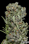 White Critical Express Feminised (Kalashnikov Seeds)