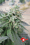 Critical 420 Feminised (Крымские семечки)