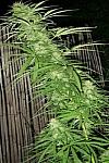 Afghan Original