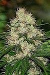 Auto Amnesia Haze Feminised