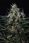 Auto Black Jack Feminised