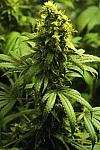 Auto Skunk Feminised