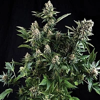 https://dubaseed.com/image/cache/wp/gj/50new/auto-white-widow-autoflowering-200x200.webp