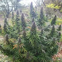 https://dubaseed.com/image/cache/wp/gj/canadianseeds/auto-mescaline-feminised-canadian-seeds-200x200.webp
