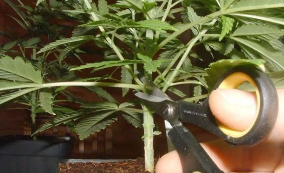 как срезать листья марихуаны