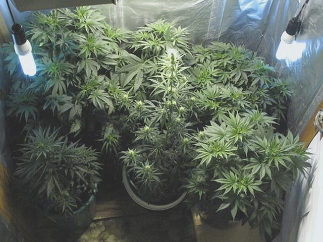 как вырастить дома семена марихуаны