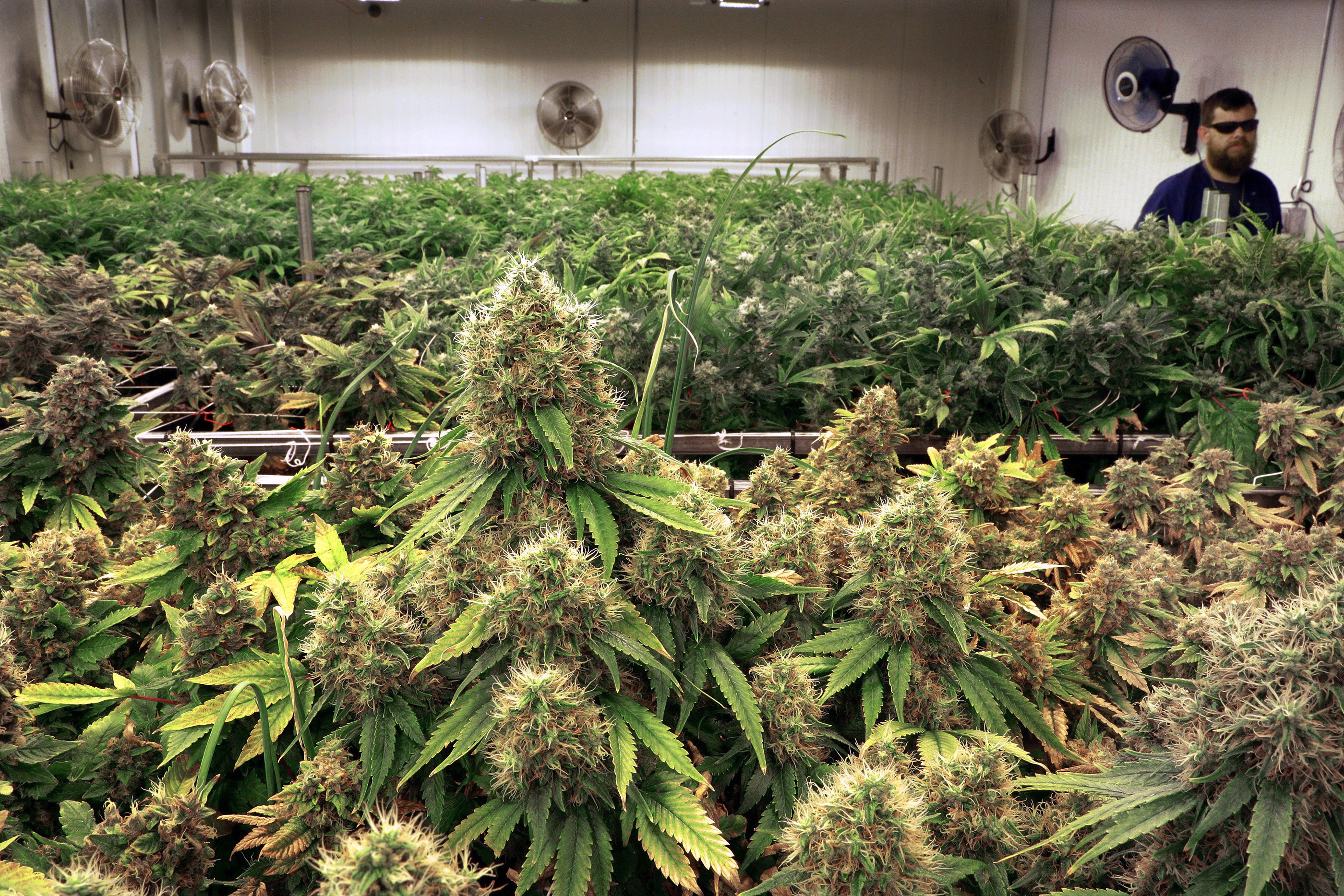 Конопля вырастает до растение марихуана картинка