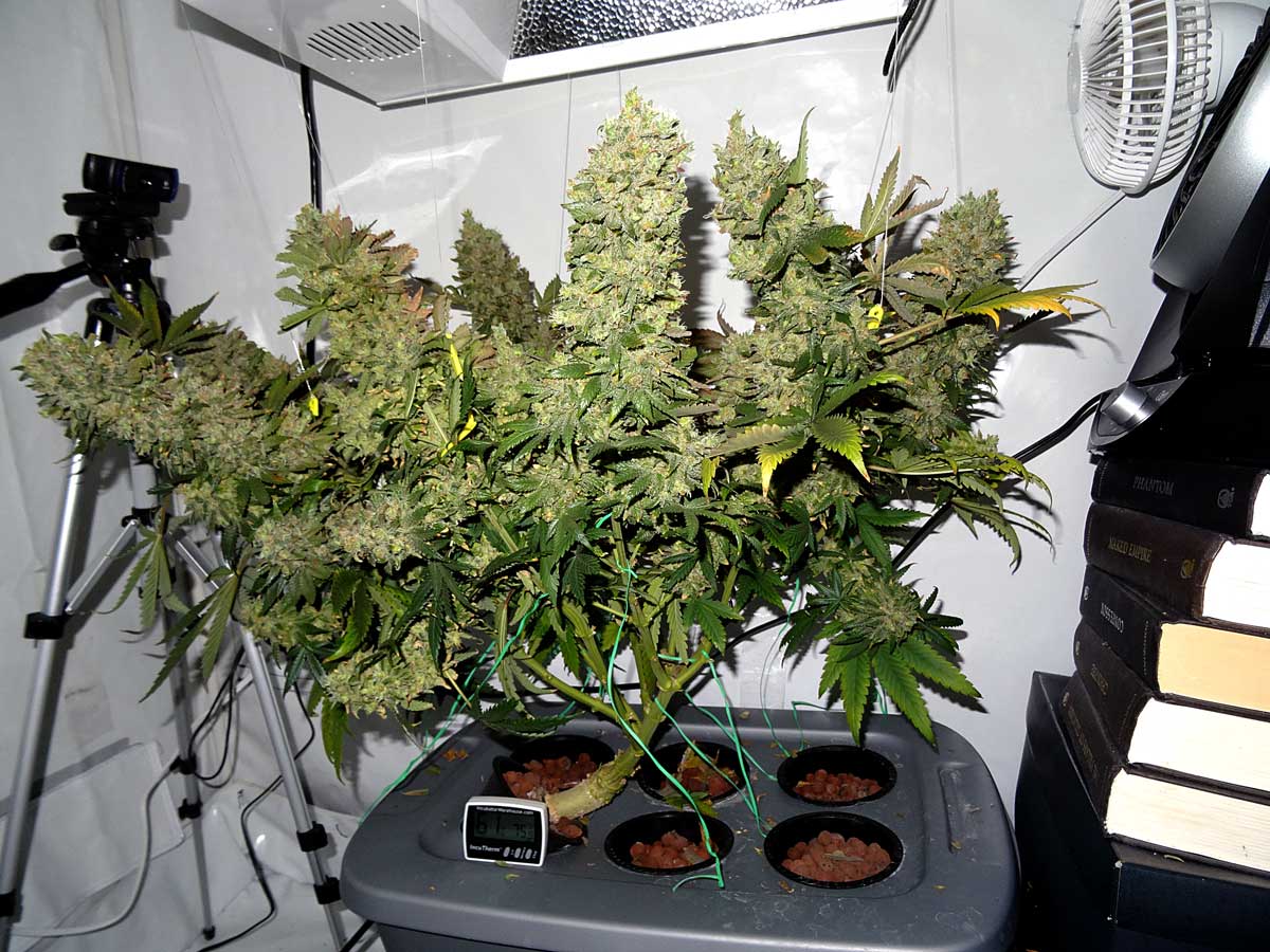От а до я выращивание марихуаны