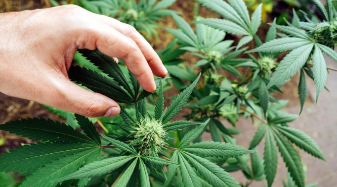 Как посадить коноплю и куда марихуана при черепном давлении