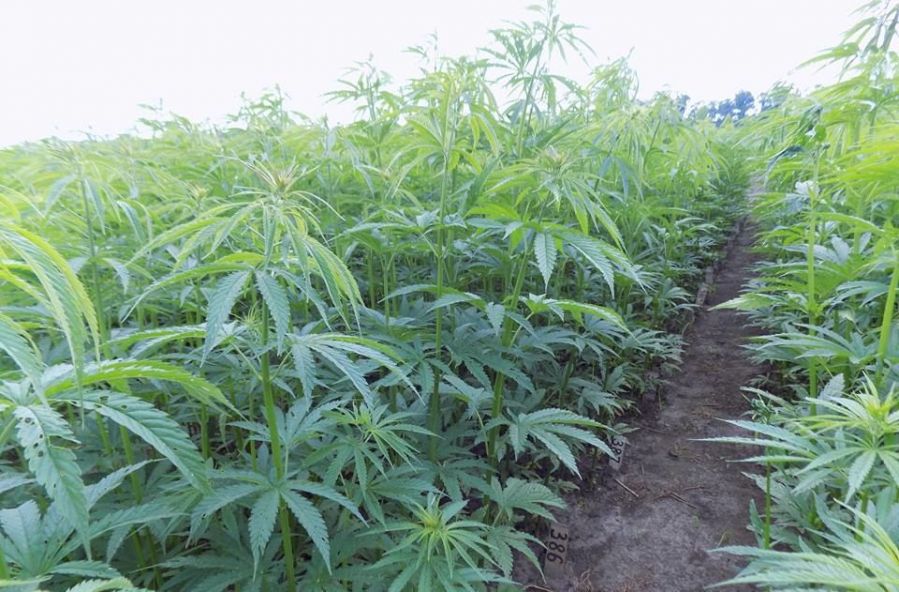 Выращивание конопли садовой преступления под марихуаны