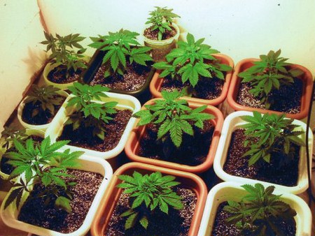 Тяжело вырастить коноплю наркоман марихуана