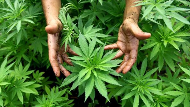 Семена марихуаны запрещены конопля выращивание уход