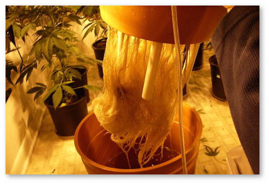 Выращивание конопли методом гидропоники