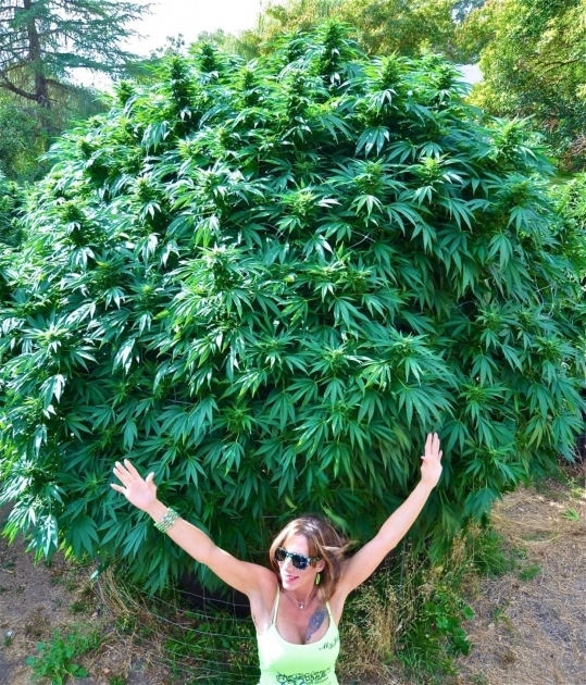 урожайность марихуаны
