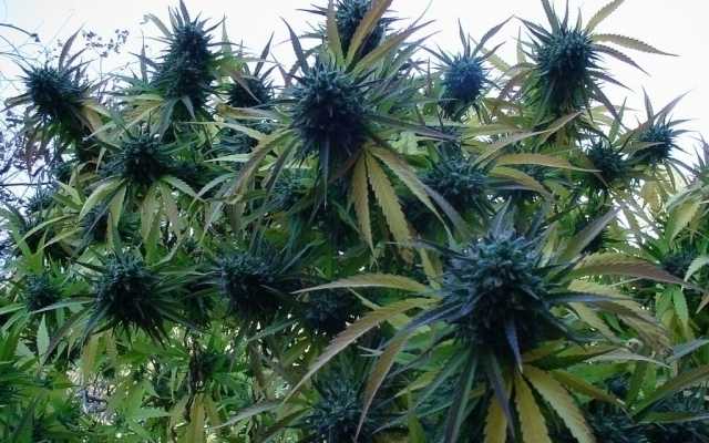 Пустоцветы на конопле марихуана фильм документальный фильм