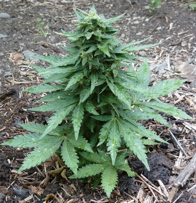 Особенности выращивания марихуаны семена конопли доставка курьером спб