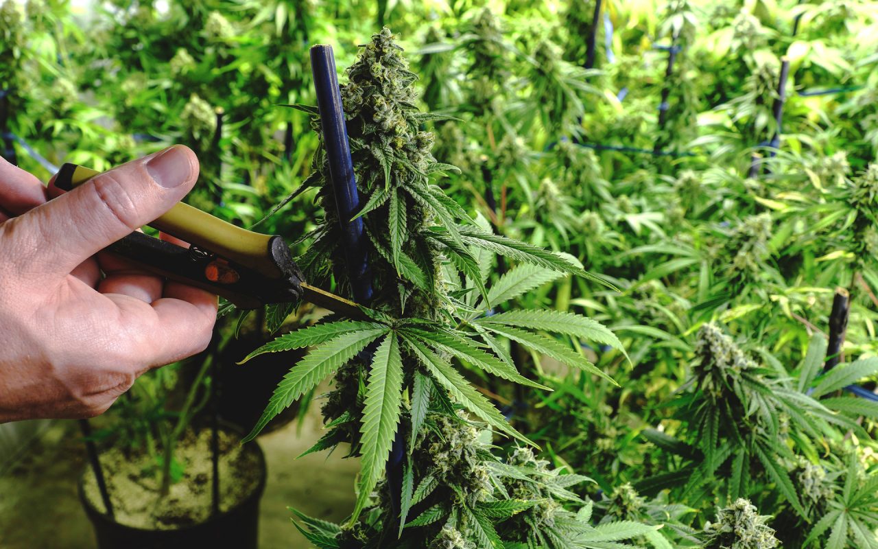 Как подрезать семена конопли 25 грамм марихуаны