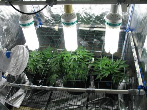 Домашня плантация конопли легализовать марихуану россии