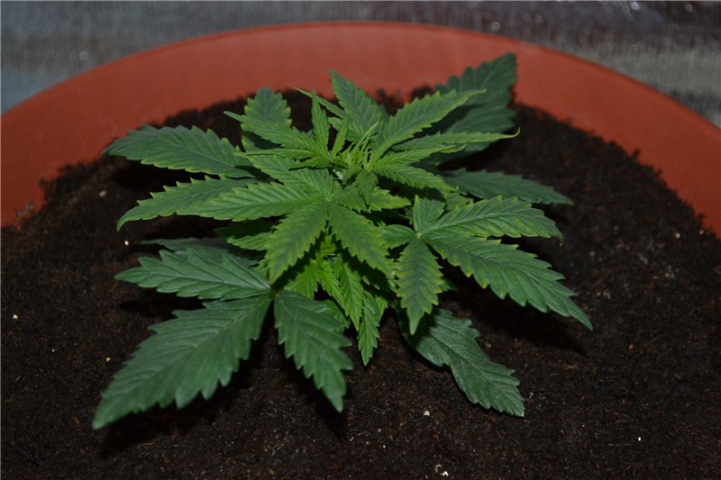 Как начинает расти конопля купить марихуану спб закладкой