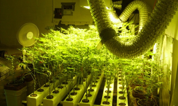 как выращивать марихуану по гидропонике