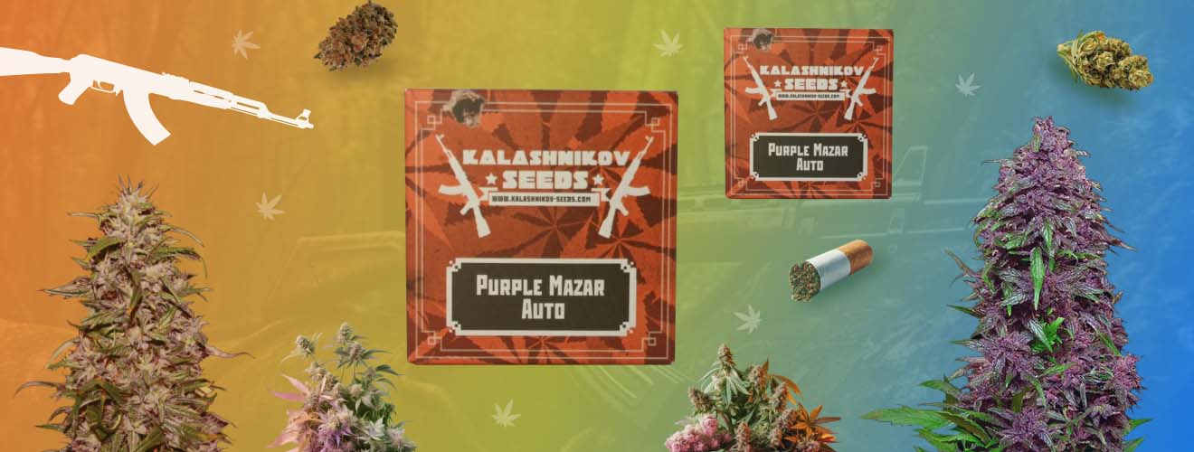 Kalashnikov Seeds