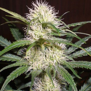 Купить гибридные семена конопли марихуана в вк
