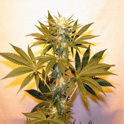 Конопля сканка производитель семян марихуаны