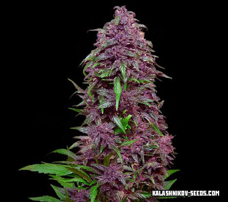 Purple сорт конопли марихуана в туле