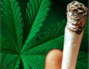 Покурили марихуаны что сделать с листьями марихуаны